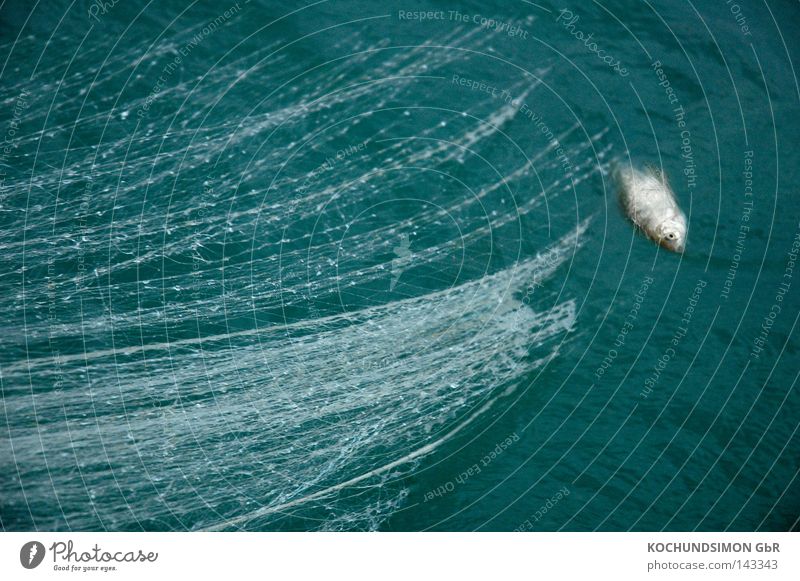 fishing Fishery Net Death Captured Calm Grief Life Time Lake Lake Constance Water Distress Sadness