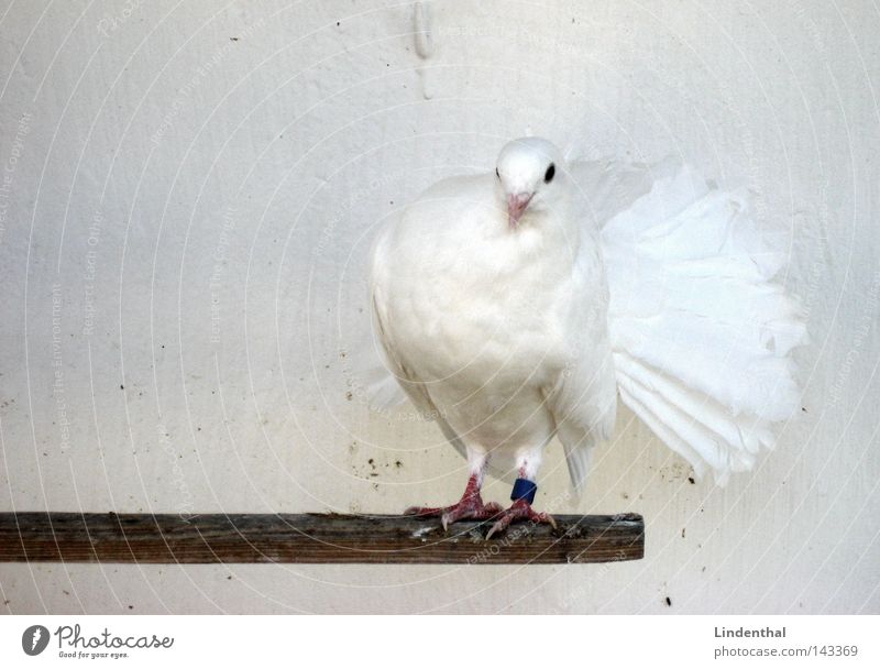 Dove dove Pigeon Animal Bird Footbridge White Timidity Flirt Hello OK Noble Elegant paloma Feather Snow sniff little head chic