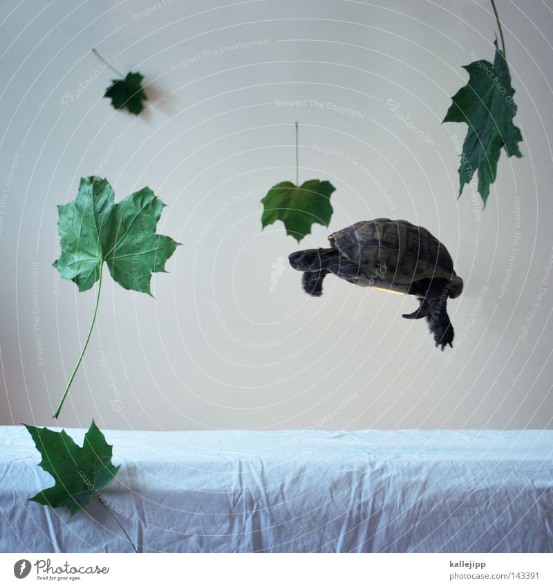 THE LIGHTNESS OF BEING Greek tortoise Pet Interior shot Isolated Image Bright background Hover Gravity Leaf Weightlessness Easy Ease Tortoise-shell