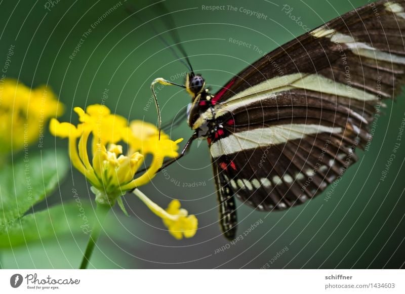 zebra Flower Animal Butterfly Wing 1 Yellow Green Insect Feeler Foraging Blossom Flowering plant Interior shot Close-up Macro (Extreme close-up) Deserted