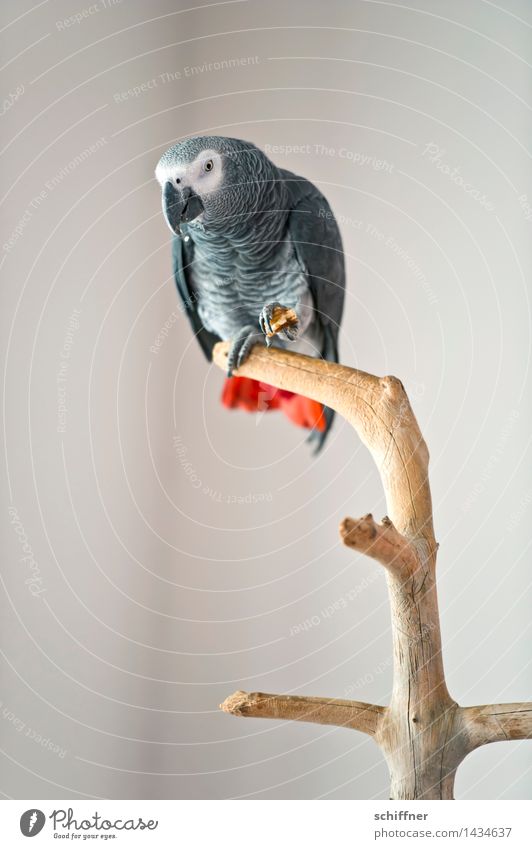 Coco fisherman Animal Pet Bird 1 Gray Red Parrots Grey Parrotlet Feed To feed Branch Loud Interior shot Deserted