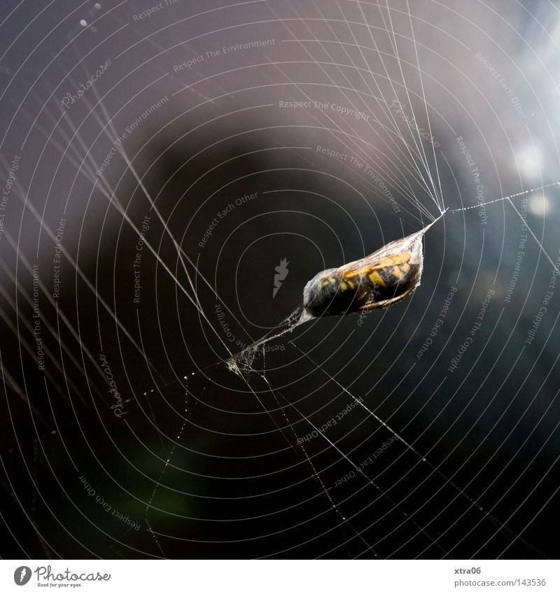 captive Spider's web Bee Captured Feed Wasps wrapped
