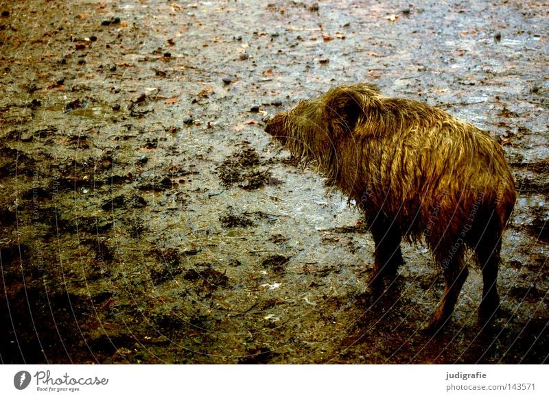 Small pig Swine Wild boar Animal Mammal Mud Dirty Earth Wet Rain Autumn Loneliness Colour Runner shaggy Baby animal