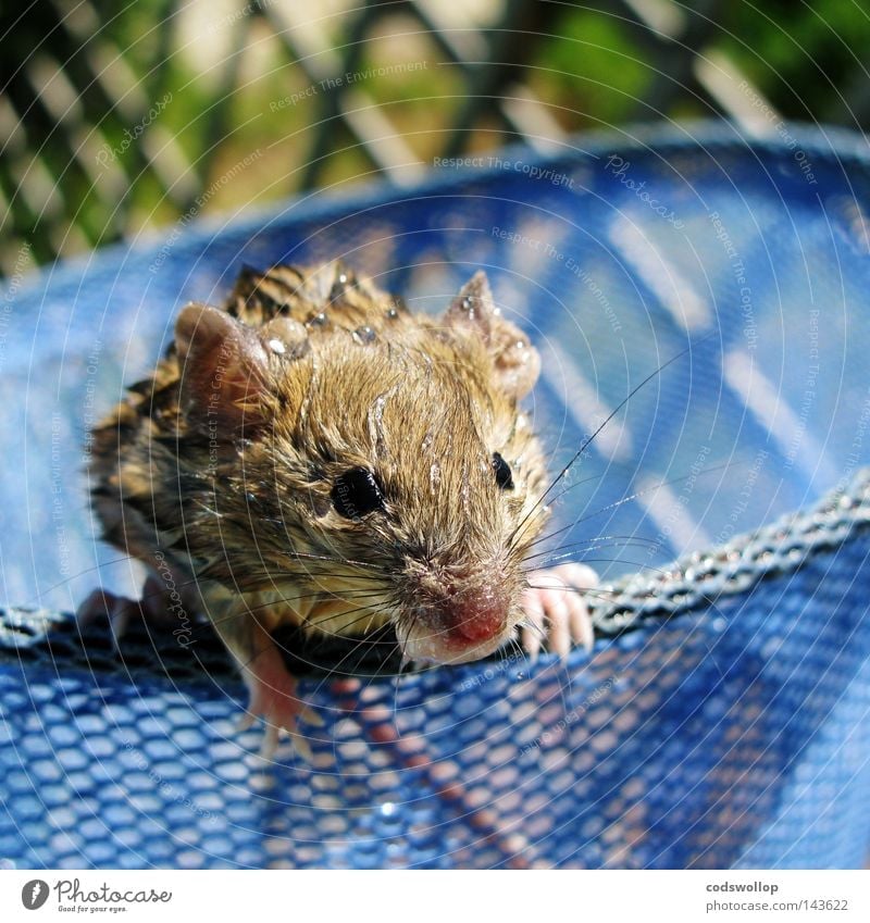 we called him phelps Mouse Swimming pool Wet Soak Bay watch Water Catch Rescue Whiskers Safety Mammal rescued nice catching basket swim Net saved by a hair