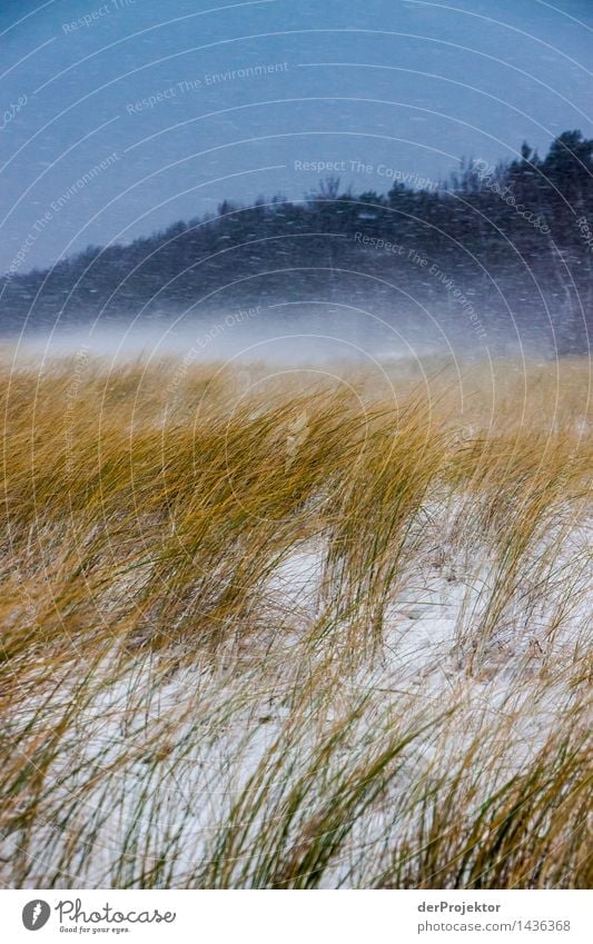 Snow dunes on Rügen Vacation & Travel Tourism Trip Adventure Far-off places Winter Winter vacation Hiking Environment Nature Landscape Plant Animal Bad weather