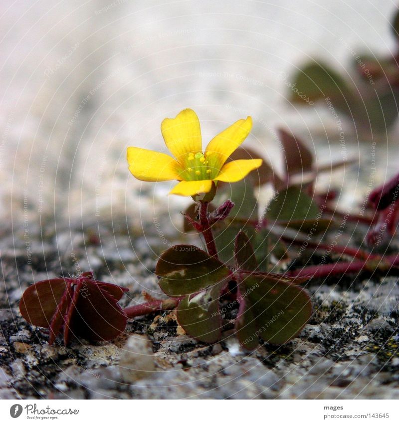 blossom Flower Blossom Clover Stone desert Pioneer Desert Individual Macro (Extreme close-up) Close-up Feeble