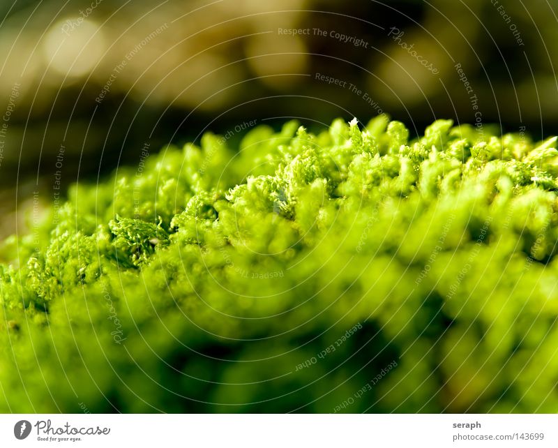 Bryophyta Plant Green Delicate Pattern Background picture Encalypta Leaf Ground cover plant Spore Environment Environmental protection Symbiosis Soft Blur Dark