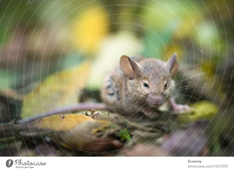 mice Nature Plant Animal Earth Autumn Leaf Meadow Forest Wild animal Mouse 1 Crawl Small Brown Gray Green Colour photo Close-up Macro (Extreme close-up)