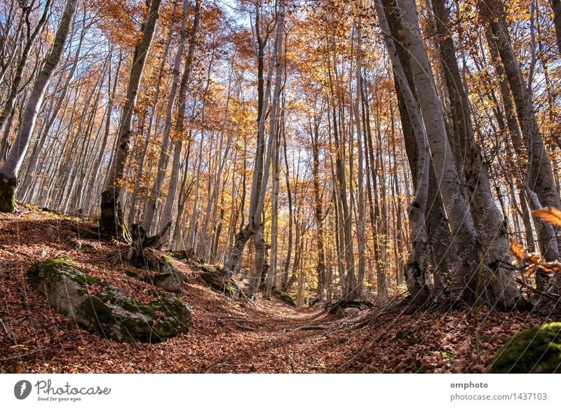 Landscape with an autumn in a beech trees forest. The leaves are falling from time to time Beautiful Nature Plant Sun Sunlight Autumn Weather Tree Leaf Park