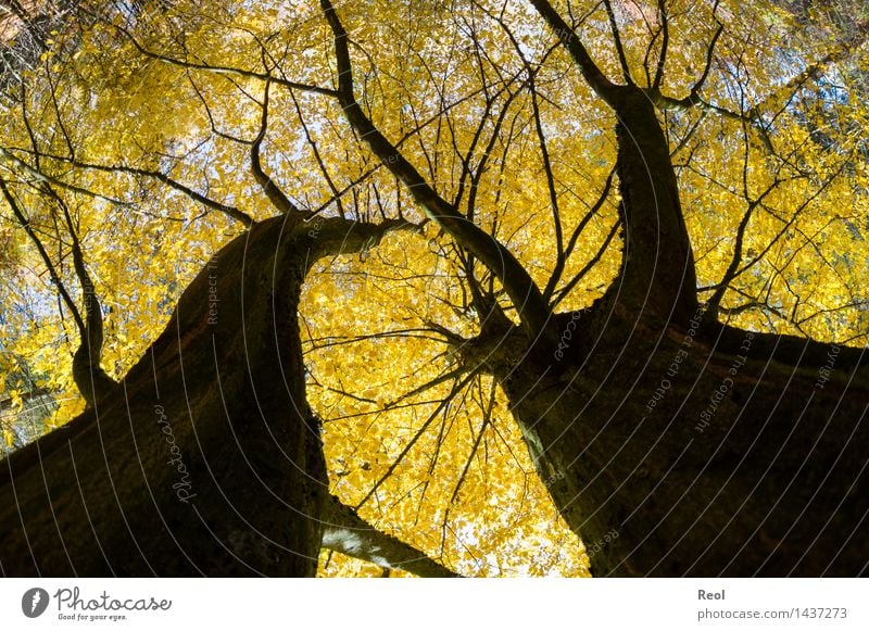 Tree Worlds III Environment Nature Plant Autumn Beautiful weather Leaf Wild plant Deciduous tree Leaf canopy Treetop Tree trunk Forest Growth Yellow Black