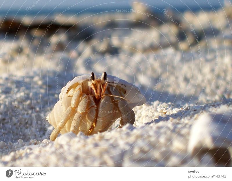 This summer you wear a shell Ocean Shellfish Mussel Vacation & Travel Beach Sand Shrimp Animal Goggle eyed Legs Hermit crab Shell-bearing mollusk