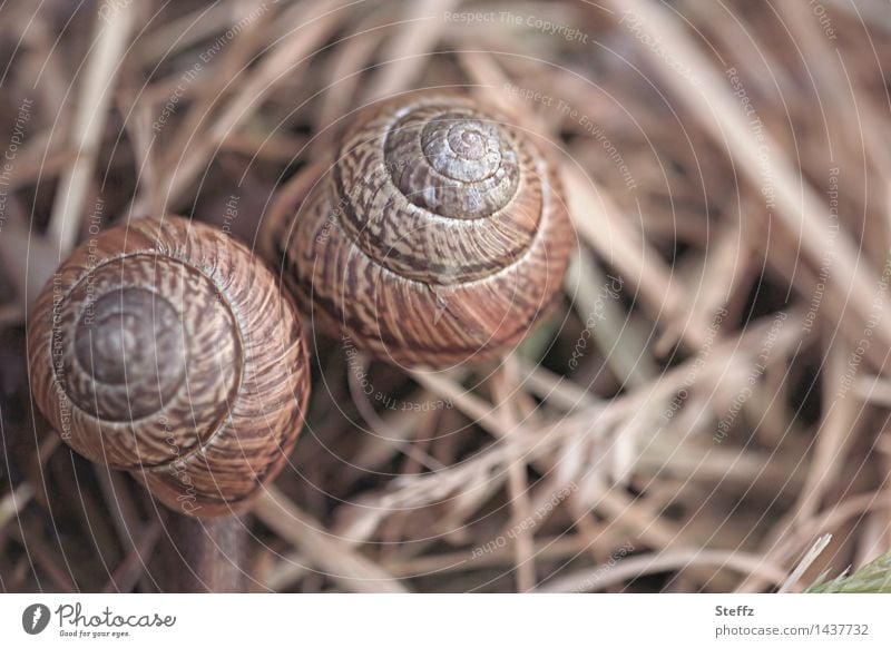 we two snails Snail shell snail shells Together Friendship at the same time Match Attachment sit together two together Related Neighbours senior citizens