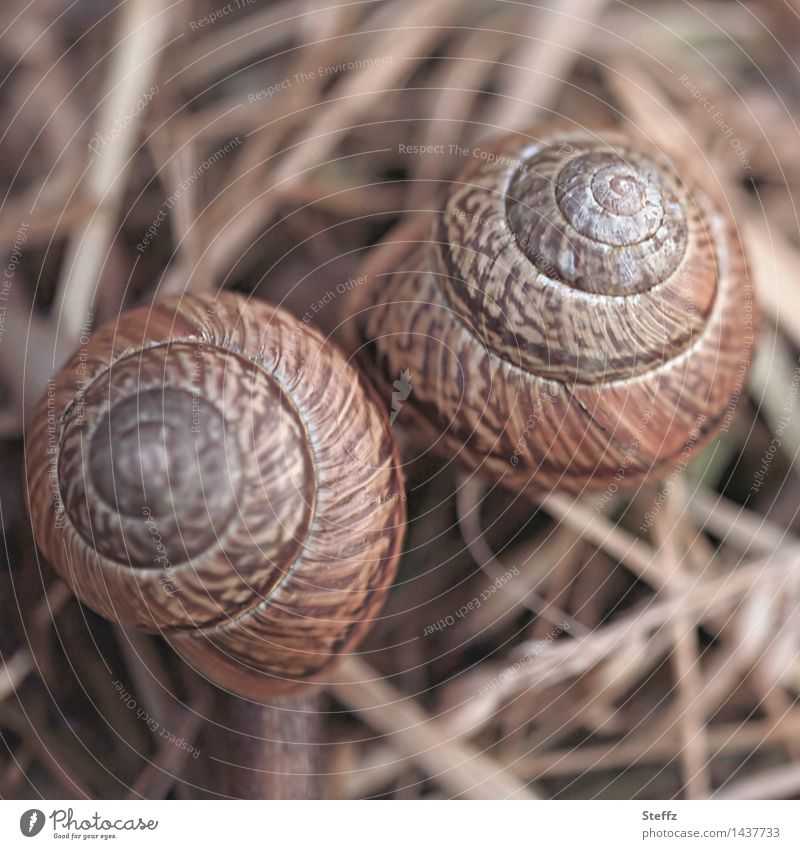 Two neighbours snails Snail shell snail shells at the same time Attachment Match Friendship Related two together Neighbor's house Together Neighbours Spiral