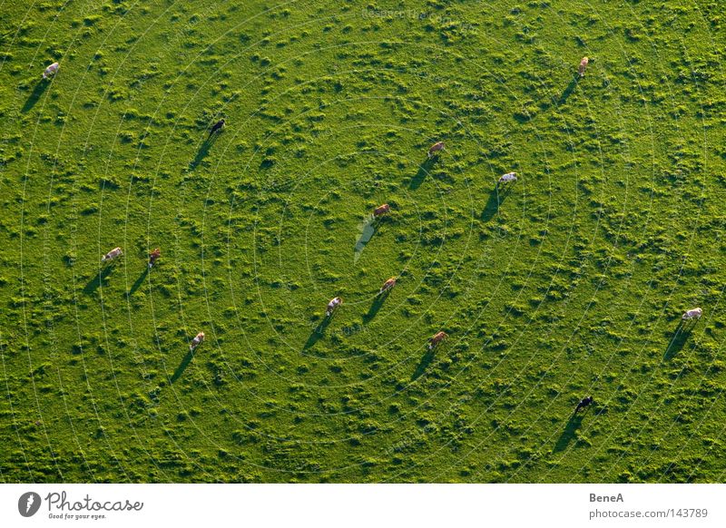 cash cows Cow Cattleherd Animal Agriculture Meadow Green Shadow Farm animal Grass Landscape Land Feature Bird's-eye view Aerial photograph Herd Economy