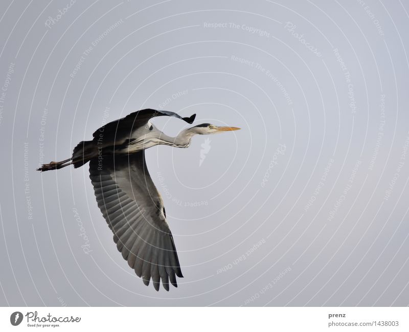 herons Environment Nature Animal Sky Autumn Bad weather Wild animal Bird 1 Gray Grey heron Heron Floating Berlin Colour photo Exterior shot Deserted