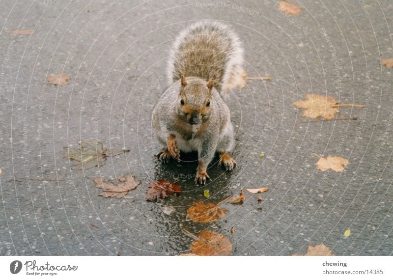 canadian squirrel Squirrel Autumn Wet Gray Brown Animal