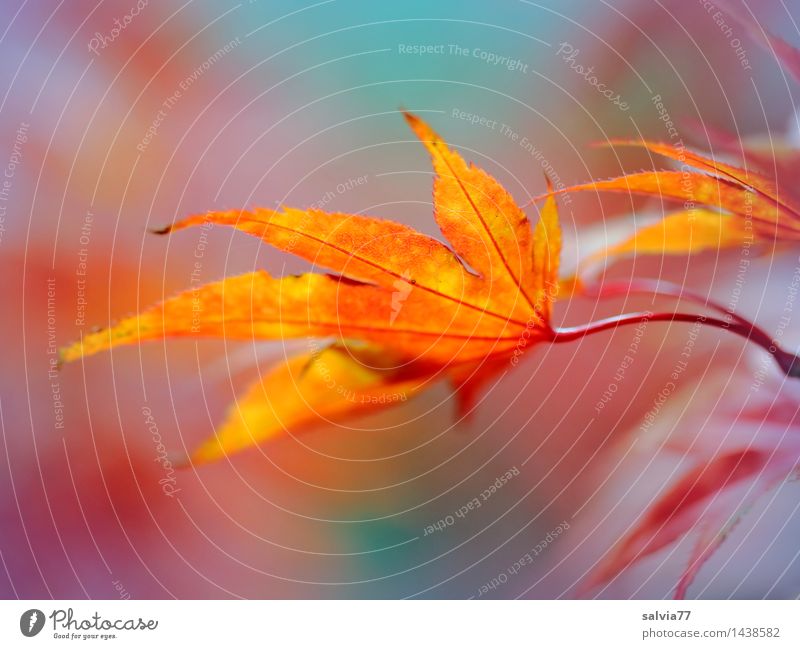 play of colours Environment Nature Animal Autumn Plant Leaf Maple leaf Autumnal colours Beautiful Blue Multicoloured Yellow Orange Red Ease Change