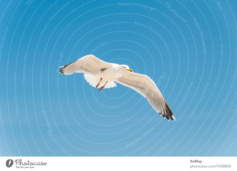 Elegant flying artist Nature Plant Air Beautiful weather Norderney Germany Europe Animal Wild animal Bird "Silver Gull Seagull Larus argentatus" 1 Flying Blue