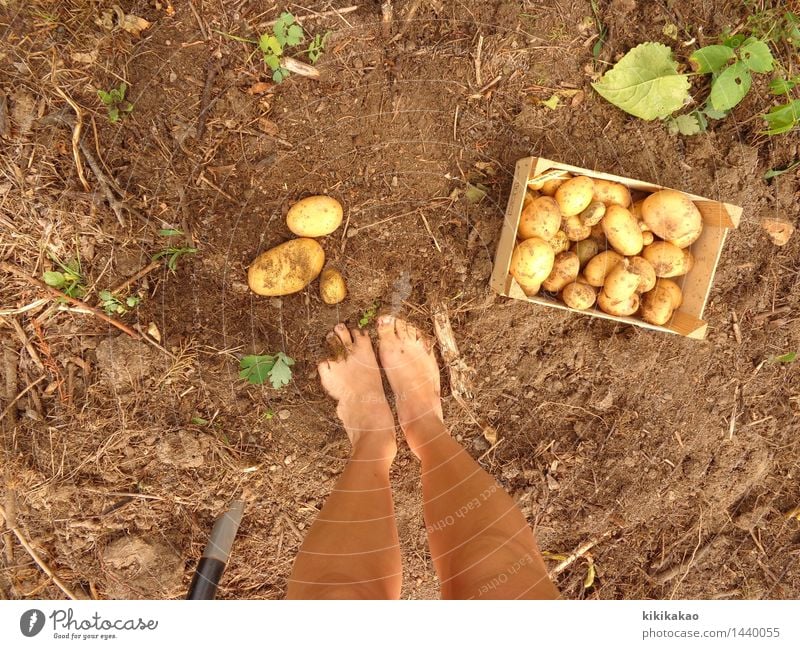Find the potato baby! Food Vegetable Nutrition Organic produce Leisure and hobbies Garden Gardening Agriculture Forestry Human being Legs Feet 1 18 - 30 years