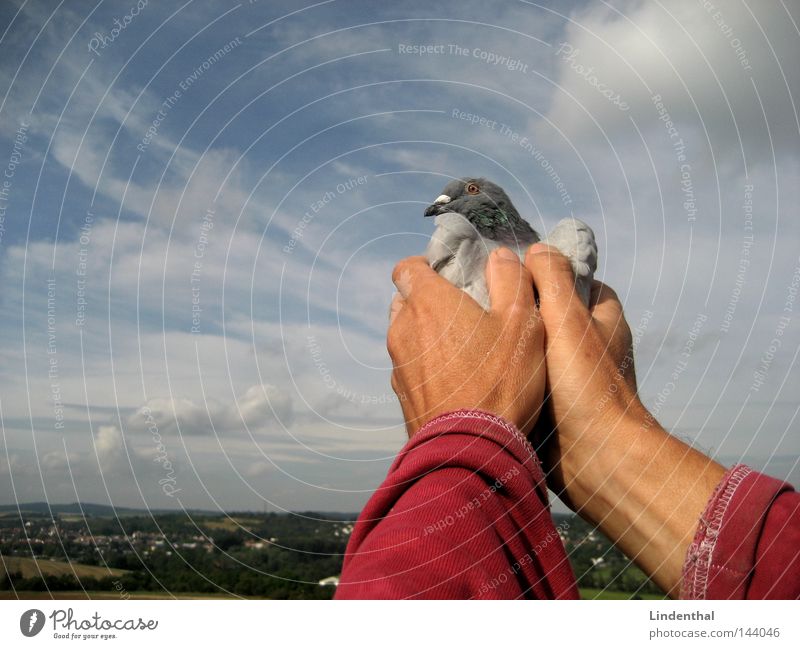 SET HER FREE II Pigeon Hand Captured Set free Fingers To hold on Caress Horizon Homing pigeon Bird Free Flying Freedom Sky Aviation