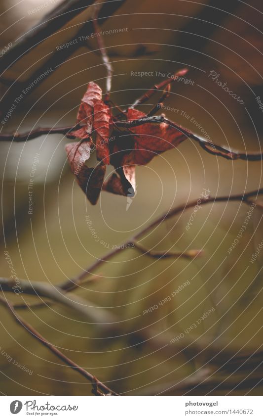 The end is near! Environment Nature Plant Autumn Tree Leaf Faded To dry up Old Authentic Brown Green Red Sadness Transience Colour photo Exterior shot Close-up