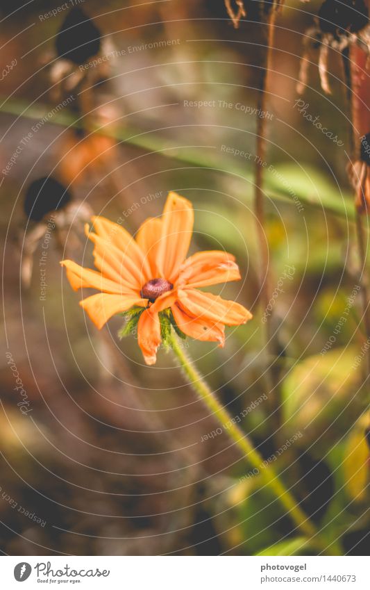 imperfection II Nature Plant Autumn Beautiful weather Flower Blossom Flowering plant Garden Faded Old Authentic Yellow Green Variable Power Transience