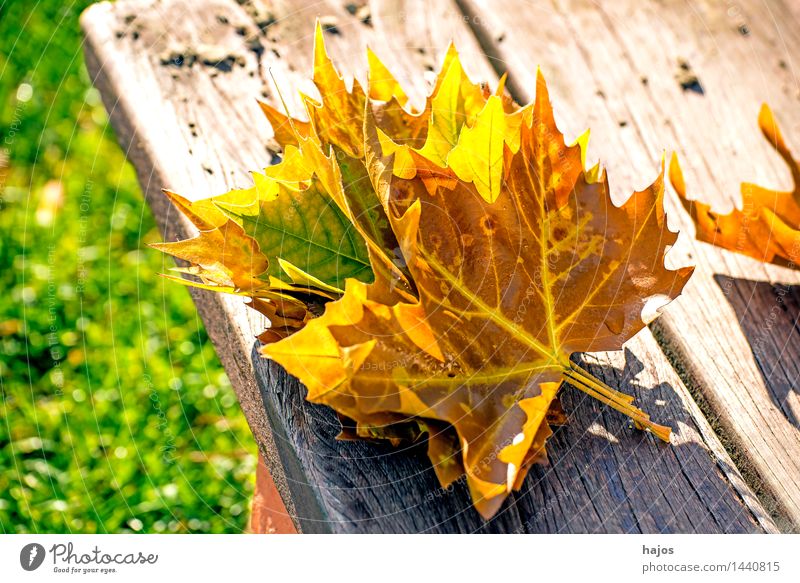 autumn leaves Nature Plant Autumn Leaf Glittering Bright Dry Yellow Pink Red discoloured colored Splendid Bench Wooden bench Park bench board Seasons Autumnal