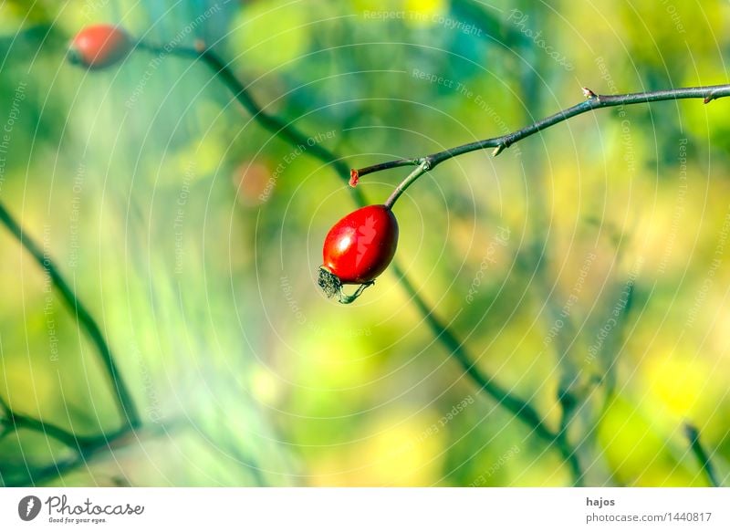 Rosehip, ripe fruit Fruit Jam Alternative medicine Medication Plant Autumn Wild plant Green Red Rose hip Berries Mature Background picture blurred Seasons