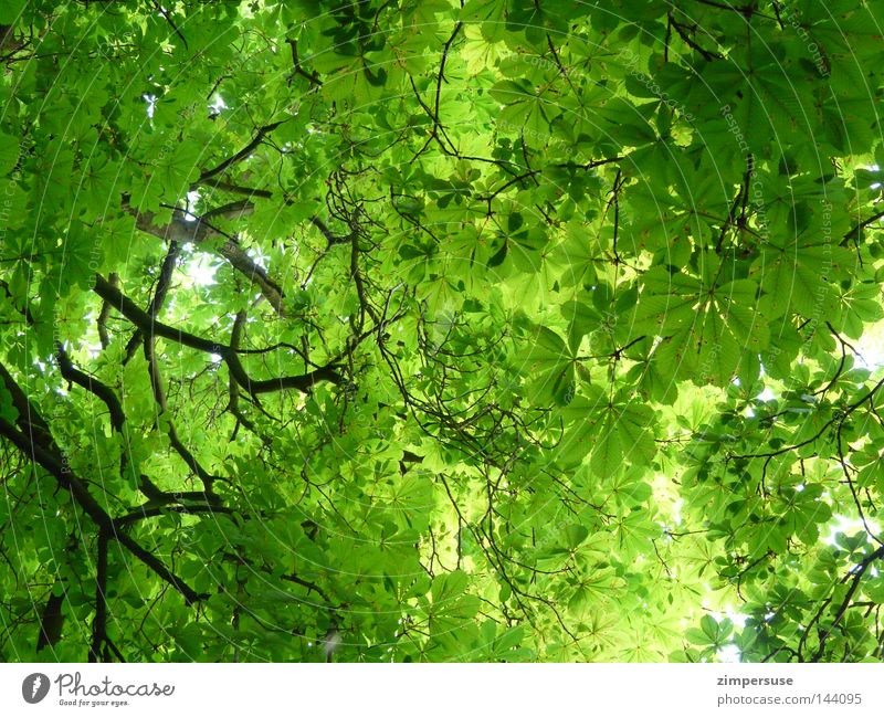 Green for beginners Leaf Tree Branchage Summer Deciduous tree Leaf canopy Chestnut tree looked up branches ailing chestnut stiff neck after taking a picture