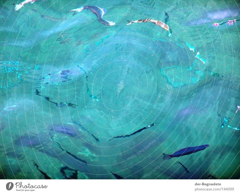 fresh fish Water Shoal of fish Fish Distorted Blue-green Waves Surface of water Unclear Blur Puzzle Abstract Diffuse Ocean