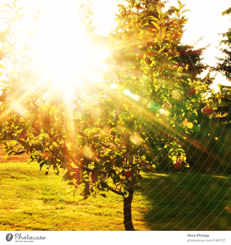 Sunny Weather Summer Free Stock Photo