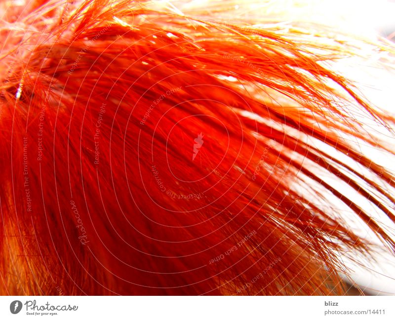 Fire red hair Red Fresh Gaudy Human being Hair and hairstyles Head Macro (Extreme close-up) Dynamics Movement dynamic colourful saturation Illuminate