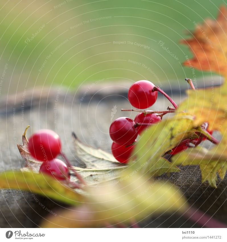 Red Berries Environment Nature Plant Autumn Weather Bushes Leaf Guelder rose Garden Park Field Forest Illuminate pretty naturally Round Brown Multicoloured