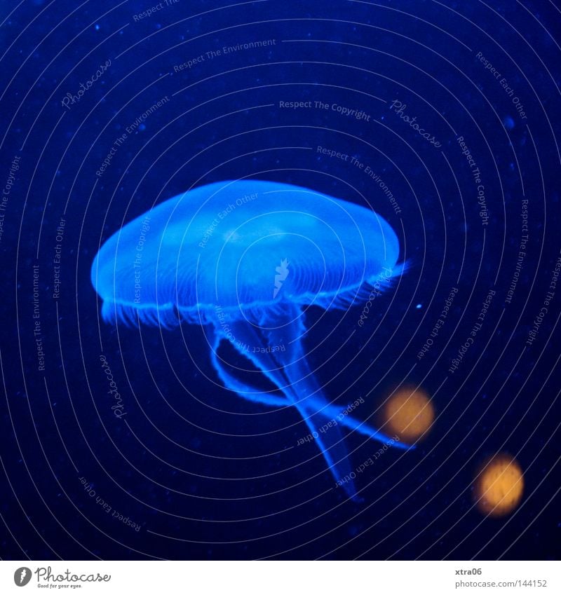 Floating Jellyfish Transparent Blue Water Ocean Living thing Nettle animal Fish sea dweller