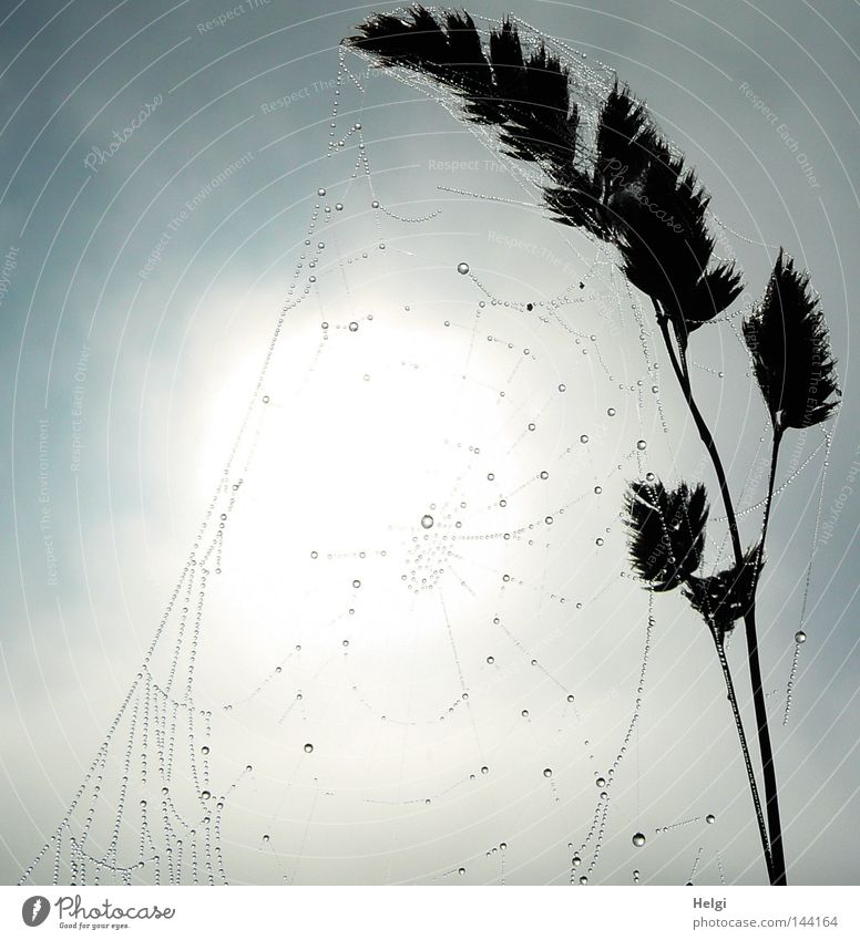 Spider's web with drops on a blade of grass in backlight Cobwebby Spin Multiple Long Thin Grass Blade of grass Seed Water Drops of water Dew Fog Morning Bizarre