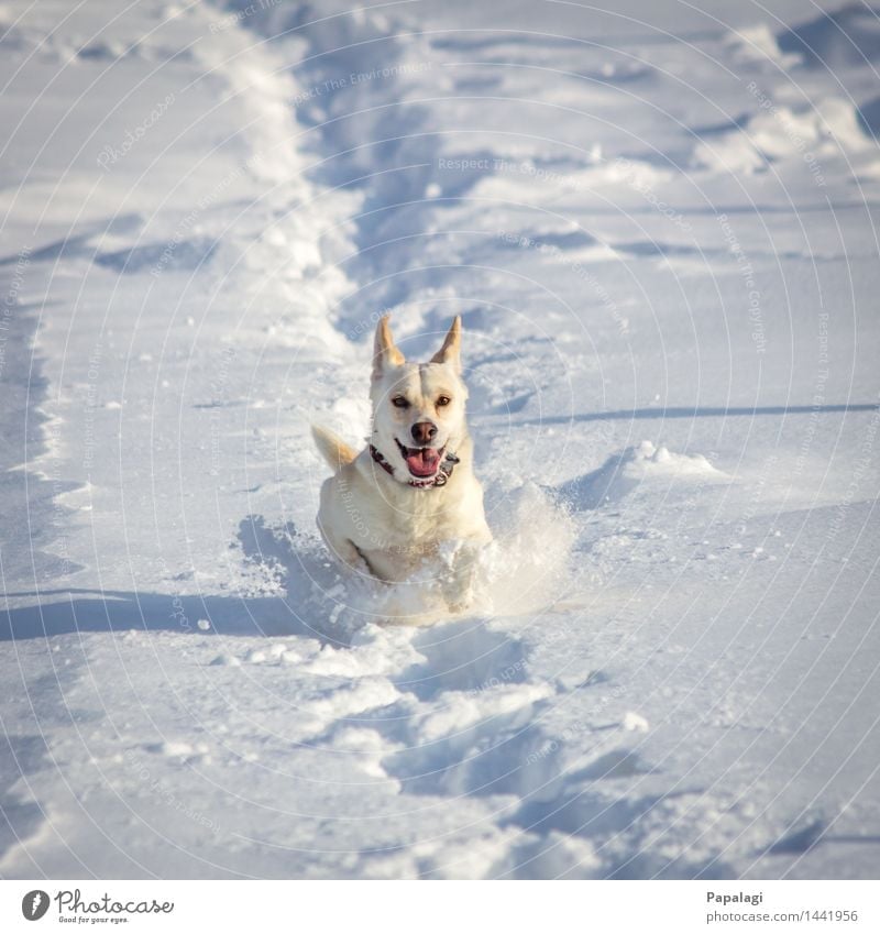 Happy Dog II Animal Pet 1 Nature Winter Snow Walking Running Jump Esthetic Natural Beautiful Athletic Joy Force Love of animals Movement Happiness Bright