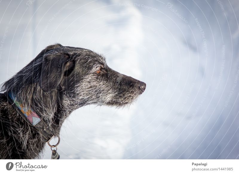 Old & Thoughtful Animal Dog 1 Natural Nature Winter Snow Pet Esthetic Love of animals Animal lover Walk the dog Snowscape Pelt Frost Greyhound Majestic Loyalty