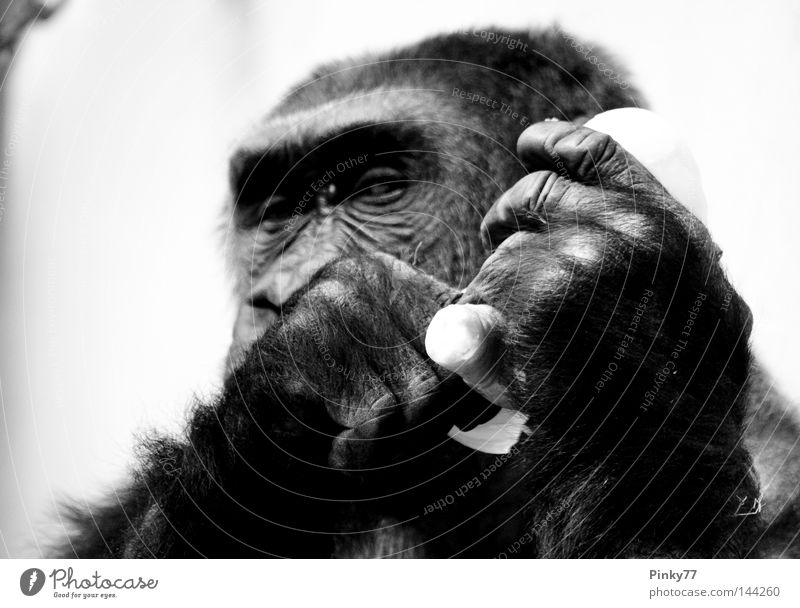 I went to the zoo .. SECOND Animal Monkeys Gorilla Looking Eyes Zoo Berlin zoo Captured Hand Gesture Nutrition Black White Mammal Black & white photo