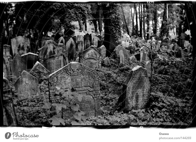Prague, Jewish cemetery Cemetery Tombstone Grave Death Tree Black & white photo Medium format Grief Distress God'sack 6x9 agfa synchro box