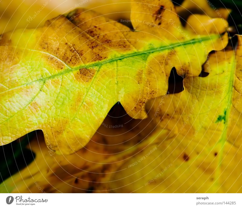 Autumnal Foliage Leaf Seasons Oak tree Oak leaf Rachis Vessel Colouring Brown Beige Yellow Transform Cardiovascular system Biomass Ecological Environment Plant