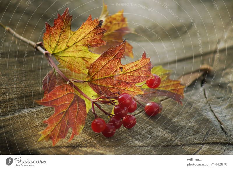 autumn branch Autumn Guelder rose Leaf Autumnal Berries Berry bushes Twig Autumnal colours Tree stump Wood Green Red Still Life Nature Colour photo