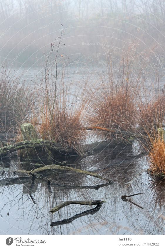 Fog in the moor Environment Nature Landscape Plant Elements Water Drops of water Autumn Weather Grass Bog witch in fog Pond Exceptional Fantastic Wet naturally