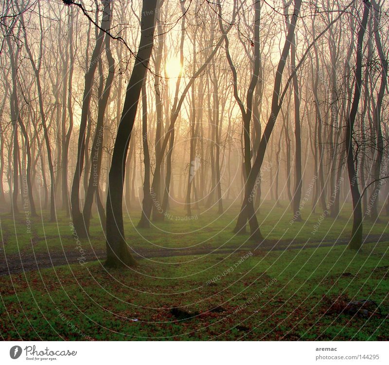 morning dance Forest Tree Grass Fog Sunrise Light Rich pasture forest Moody Morning Spring Landscape Nature