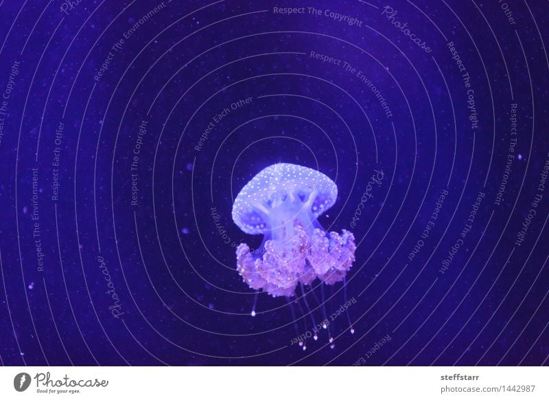 Australian spotted jelly, Phyllorhiza punctata Medical treatment Vacation & Travel Ocean Aquatics Zoo Wild animal Jellyfish Beautiful Blue Pink Black Mysterious