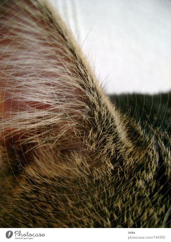 sense of hearing Cat Animal Listening Pelt Gray Brown Mammal Domestic cat Ear Hair and hairstyles