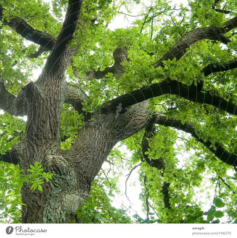 Green Network Oak tree Treetop Leaf canopy Tree trunk Tree bark Colossus Growth Leaf green Spring Branch Branchage Section of image Partially visible Detail