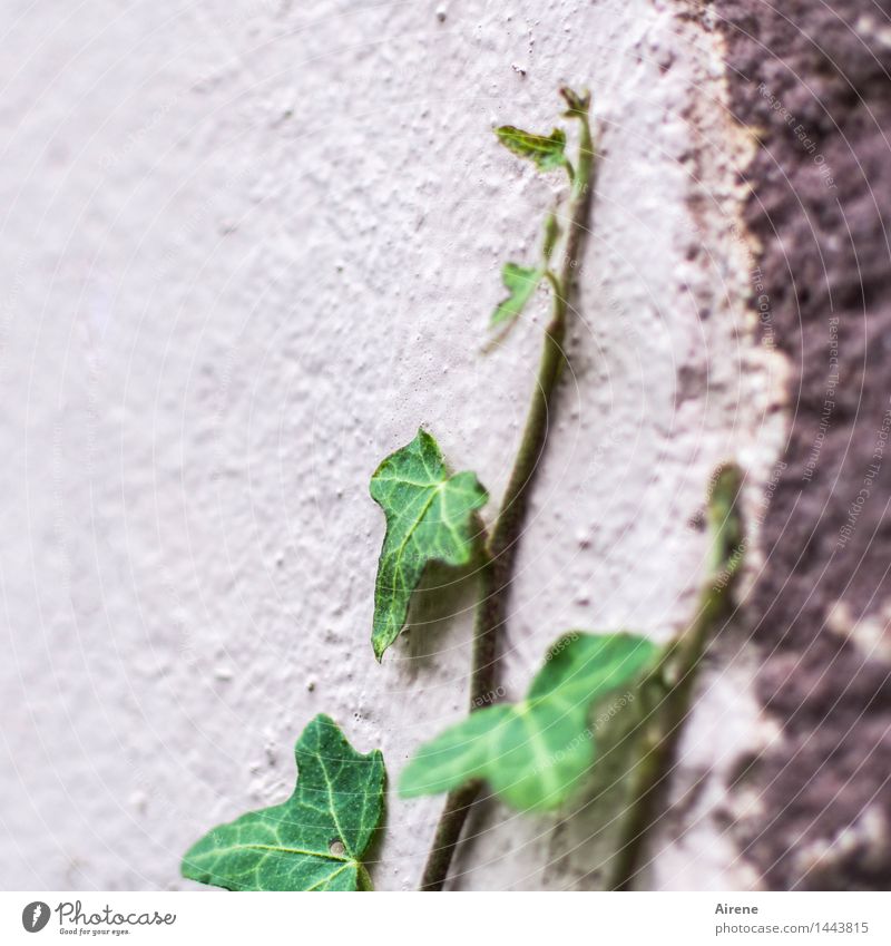 aspiring Plant Leaf Ivy Creeper Tendril Shoot Wall (barrier) Wall (building) Facade Stone Concrete Growth Simple Green Pink Willpower Brave Determination Effort