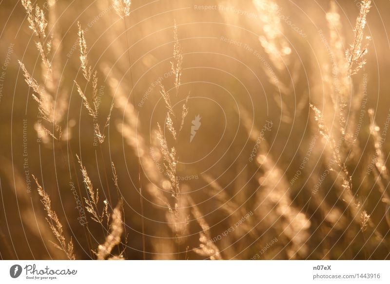 Grasses against the light Well-being Relaxation Calm Nature Plant Sunlight Summer Beautiful weather Wild plant Breathe Fragrance Fitness To enjoy Authentic