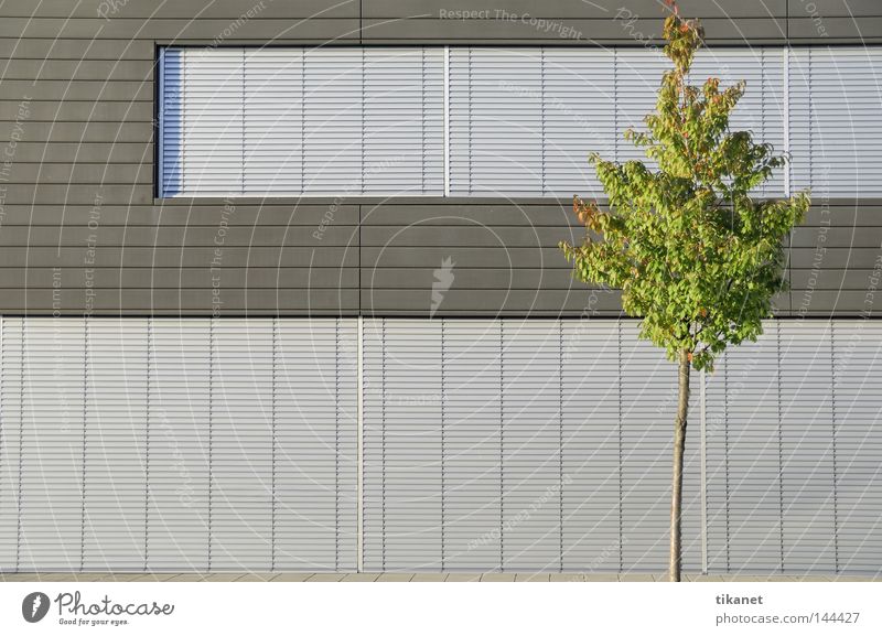 nature? Impersonal Modern Monochrome Nature Converse Aluminium Cold Smoothness Tree Green Leaf Venetian blinds Structures and shapes Gray Silver Facade Building