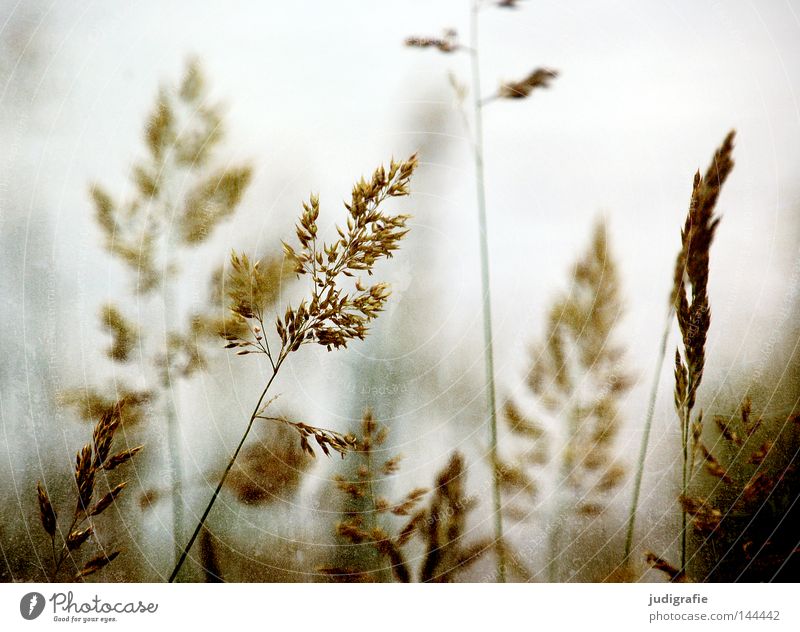 grass Grass Stamen Pollen Stalk Blade of grass Ear of corn Glittering Beautiful Soft Hissing Meadow Delicate Flexible Sensitive Pennate Pasture Peace Smooth